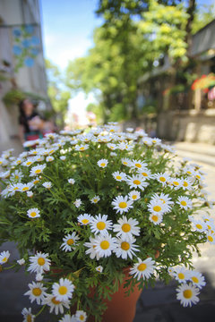 パリの街並に咲く花 イメージ