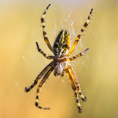 Spider in web front view