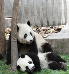 Stickers muraux Panda Panda géant avec son ourson Smile