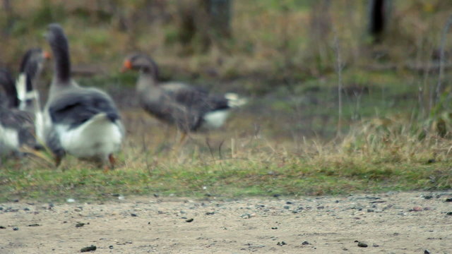 Running geese