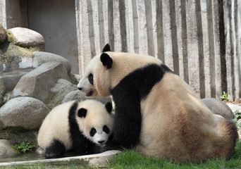 Giant panda with its cub bathing