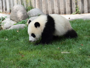 Panda bear walking on grass