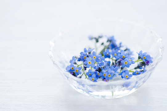 わすれな草 の画像 55 738 件の Stock 写真 ベクターおよびビデオ Adobe Stock