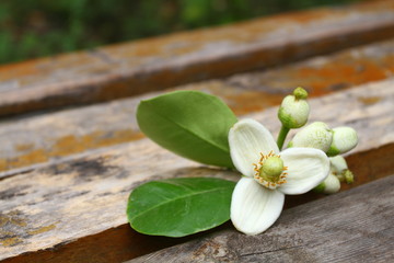 the white  pomelo flower on the old  wooden chair