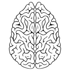 brain
