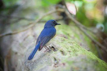 Tickell's Blue Flycatcher in nature. (Female)