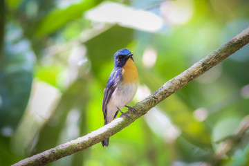 Tickell's Blue Flycatcher in nature. (Female)