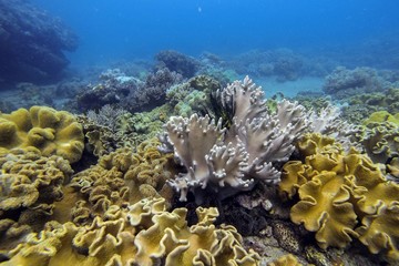 Underwater coral garden
