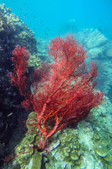 Fototapeta na wymiar Red sea fan in coral reef