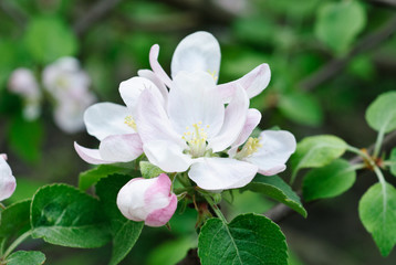 Obraz premium White and pink spring blossoming apple