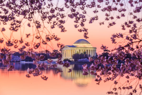 the Jefferson Memorial during the Cherry Blossom Festival