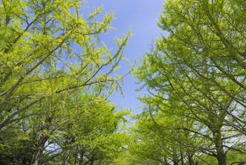 新緑の並木と青空