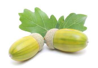 Acorns