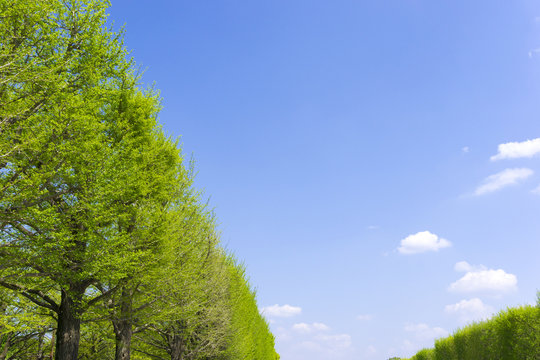 新緑の並木と青空（背景イメージ用）