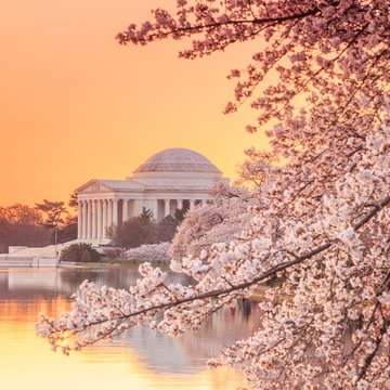 the Jefferson Memorial during the Cherry Blossom Festival