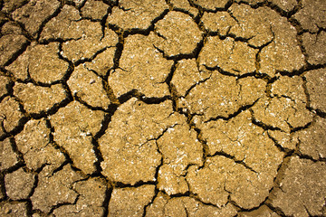 Dry cracked ground filling the frame as background