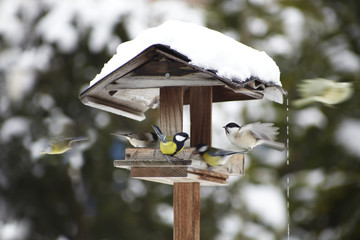 Vogelhäuschen