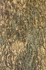Tamarind tree bark texture