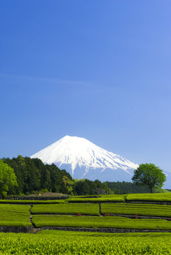 新緑・新茶の茶畑と美しい富士山（大淵笹場より）