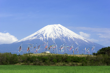 富士山と鯉のぼり（朝霧高原牧草地より）