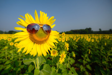 Naklejka premium sunglasses sunflowers plantation field