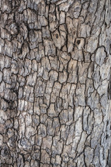 Tamarind tree bark texture
