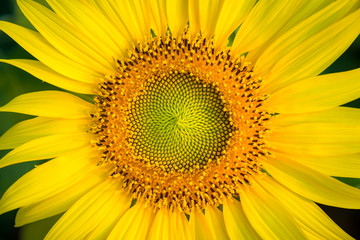 Obraz premium close up of sunflowers