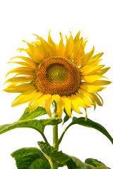 sunflowers close up isolated on white background