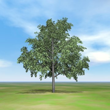 Brachychiton tree