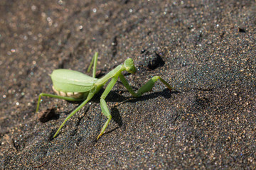 detail of praying mantis on volcanic sand
