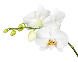Three day old white orchid isolated on white background.