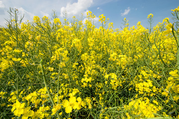 rape field