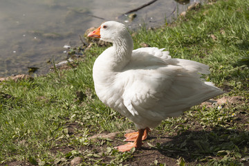 ducks on lake
