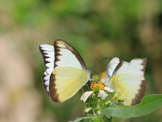 butterflies, Appias lyncida eleonora