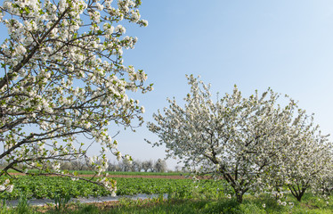 Fototapeta premium blooming cherry orchard