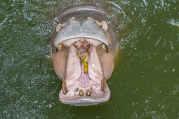 Hippopotamus yawning showing off his territory