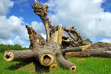 tronc d'arbre