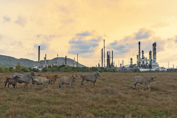 Fototapeta na wymiar Oil refinery beautiful at twilight sky