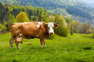 Crédence de cuisine en verre imprimé Vache Vache en bonne santé dans les montagnes