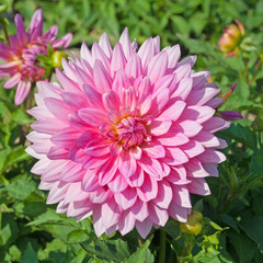 Obraz premium Dahlie - Dahlia