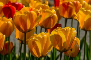 Obraz premium Orangefarbige Tulpen