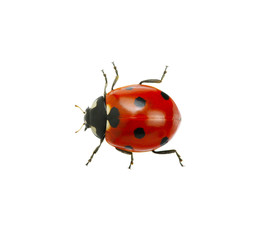 Ladybug