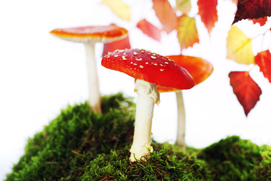 Fly agaric or fly Amanita mushroom