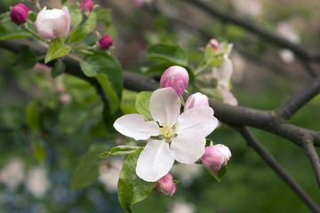 apple blooming