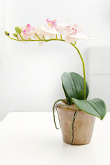 white orchid in flower pot on the table
