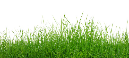 Green grass on white background