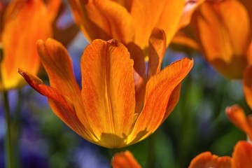 Orangefarbige Tulpen