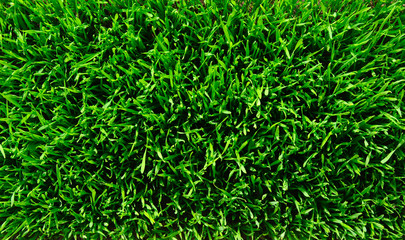 grass background