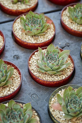 Cactus set