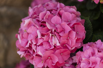 Obraz premium pink hydrangea